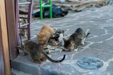 Urban Caddesi 'nde Yiyeceklerin etrafında toplanan Aç Başıboş Kediler: Şehir Çevresindeki Taş Köşkünde Kalan Kalıntıları Paylaşan Evsiz Kediler Grubu.