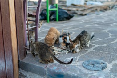 Urban Caddesi 'nde Yiyeceklerin etrafında toplanan Aç Başıboş Kediler: Şehir Çevresindeki Taş Köşkünde Kalan Kalıntıları Paylaşan Evsiz Kediler Grubu.