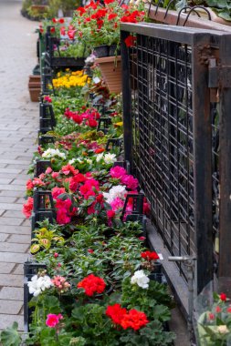 Renkli çiçeklerle dolu bir cadde boyunca canlı bir çiçek sergisi, saksı bitkileri ve kırsal bir çit, doğal ışık altında hoş bir bahçe sahnesi yaratıyor..