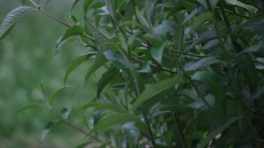 Şiddetli Yeşil Yapraklar Sağanak Altında Köpüklü Su Damlacıkları- Yağış Altında Yağış Altında Yağış Altında Yağış Yaprakları