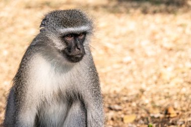 Güney Afrika 'daki Hluhluwe-Imfolozi Parkı' nda bir vervet maymunu