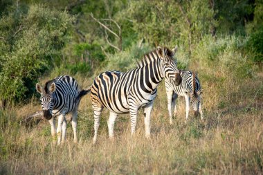 Güney Afrika 'daki Hluhluwe-Imfolozi Parkı' nda üç zebra.