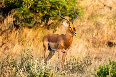 Güney Afrika 'daki Hluhluwe-Imfolozi Parkı' nda bir Impala.