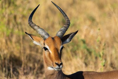 Güney Afrika 'daki Hluhluwe-Umfolozi oyun rezervinde bir Impala