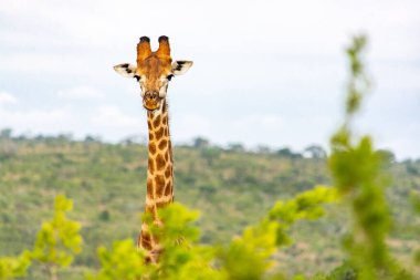 Güney Afrika 'daki Hluhluwe-Imfolozi Parkı' nda bir zürafa