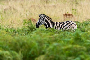 Zebra Mlilwane Vahşi Yaşam barınağında, Svaziland 'da bir oyun rezervi.