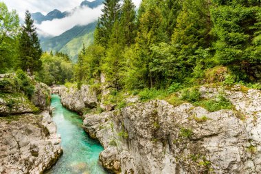 Slovenya 'nın manzarası. Soca Nehri 'nin turkuaz suları yeşil ormanın içinden akar.