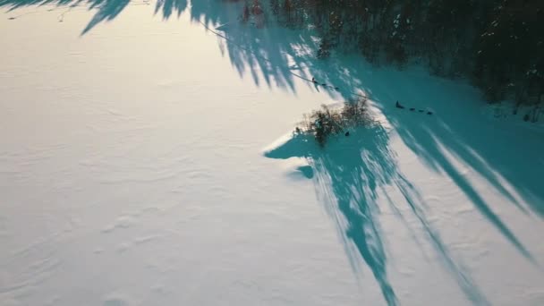 雪の中で犬ぞりに乗る — ストック動画