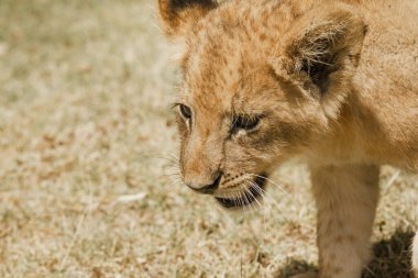 Young lion cub in the wild or in Zoo