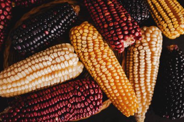 Mexican colored corn cobs in Mexico Latin America