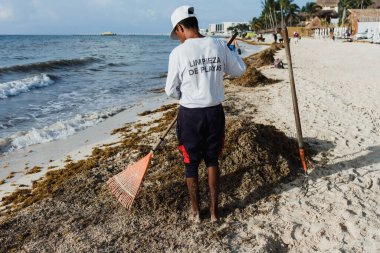 Latin adam Meksika 'da bir Karayip plajını sargasso ve çöplerle temizliyor. Meksika Playa del Carmen, Latin Amerika' da.