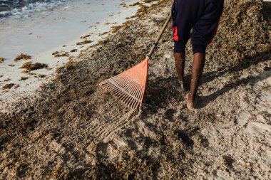 Latin adam Meksika 'da bir Karayip plajını sargasso ve çöplerle temizliyor. Meksika Playa del Carmen, Latin Amerika' da.