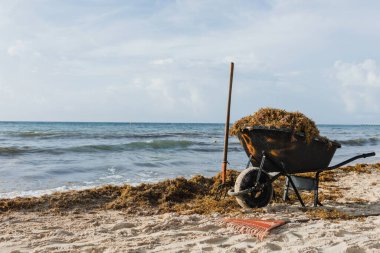 Maya Rivierası, Playa del Carmen Meksika sahillerinden yosun topluyorum.