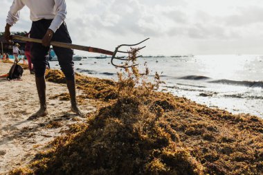 Latin adam Meksika 'da bir Karayip plajını sargasso ve çöplerle temizliyor. Meksika Playa del Carmen, Latin Amerika' da.