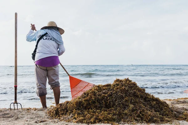 Латиноамериканцы Чистят Карибский Пляж Мексике Саргассо Мусора Рейком Мексиканской Плайя — стоковое фото