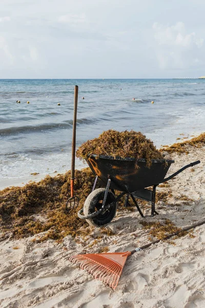 Maya Rivierası, Playa del Carmen Meksika sahillerinden yosun topluyorum.