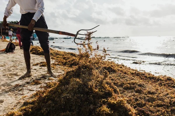 latin man cleaning a Caribbean beach in Mexico of sargasso and trash with a rake in mexican Playa del Carmen, Latin America
