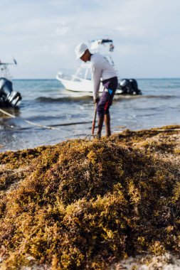 Latin adam sargasso temizliyor ve Meksika Karayipleri plajında 