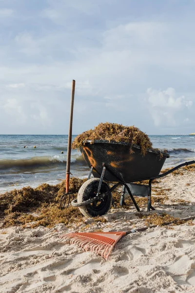 Maya Rivierası, Playa del Carmen Meksika sahillerinden yosun topluyorum.