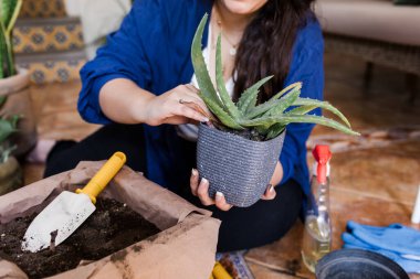 Genç Latin bir kadın evde bir bitkiyi saksılıyor ve House Plants 'ı spreyle besliyor. Latin Amerika 'da kapalı alanda bahçıvanlık, Latin Amerika' da İspanyol asıllı artı boyut kadın. 