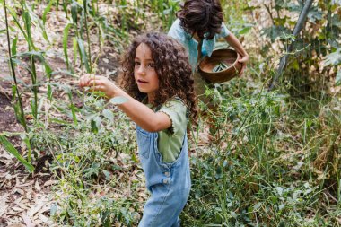 Latin çocuklar sebze bahçesinde meyve ve sebze topluyor, yazın tarım konsepti, Latin Amerika 'da küçük bir kız ve oğlanla İspanyol ailesi.