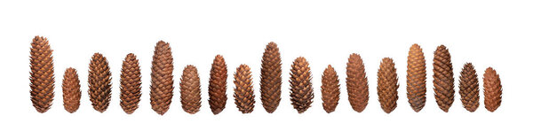 Lots of brown cones laid out in different positions on a white background