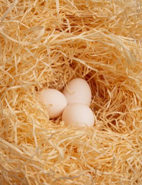 üç kuş yumurta yuvada yalan