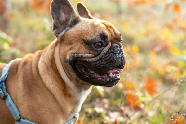 Carino Cucciolo Bulldog Francese Nel Parco Autunnale Ritratto Vicino — Foto Stock
