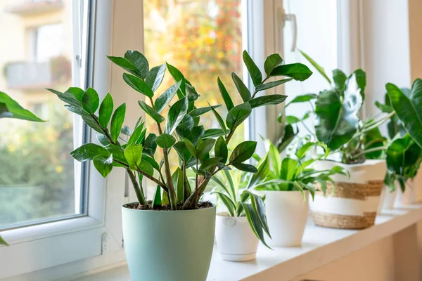Zamioculcas Green Leaves Home Plants Indoor Garden Urban Jungles Home — Stock Photo, Image