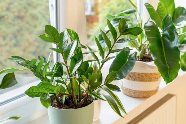 stock image Zamioculcas with green leaves. Home plants, indoor garden, urban jungles. Home plant on the window