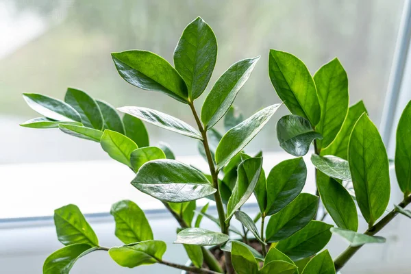 Yeşil yapraklı Zamioculcas. Ev bitkileri, kapalı bahçe, şehir ormanları. Pencerede ev bitkisi