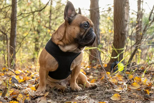 可爱的法国斗牛犬小狗在秋天的公园 近景肖像 — 图库照片