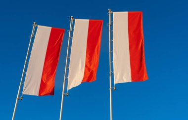 Mavi gökyüzüne karşı Polonya bayrakları. Polonya bayrakları rüzgarda. Bağımsızlık Günü kutlaması.