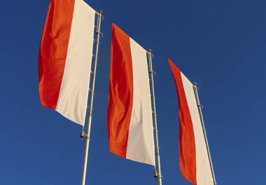 Mavi gökyüzüne karşı Polonya bayrakları. Polonya bayrakları rüzgarda. Bağımsızlık Günü kutlaması.