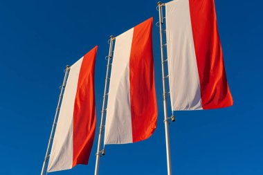 Mavi gökyüzüne karşı Polonya bayrakları. Polonya bayrakları rüzgarda. Bağımsızlık Günü kutlaması.