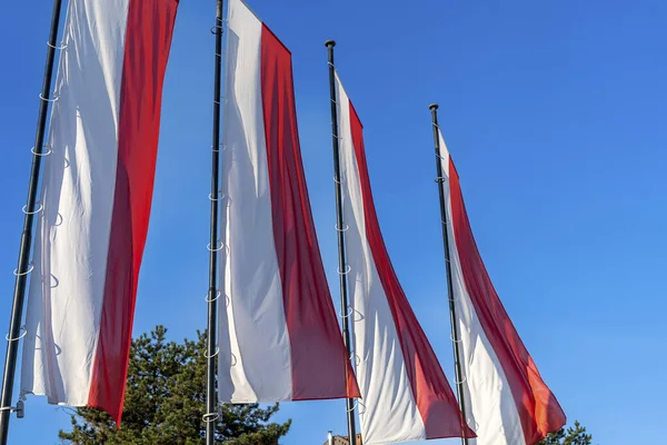 Polish flags against blue sky. Flags of Poland on the wind.Independence day celebration