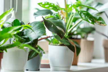 Pembe prenseslerden oluşan yeşil bir yaprak gibi. Evdeki pencere pervazına bir saksı yerleştir. Kapalı alanda bahçıvanlık. Kapat.