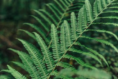 Green big fern leaf in the forest. Close up. Pattern and texture