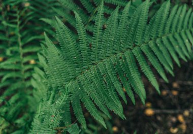 Green big fern leaf in the forest. Close up. Pattern and texture