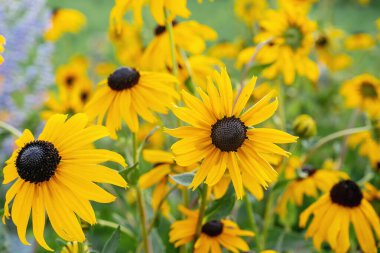 Yellow daisy flowers in full bloom in a garden. Blossom daisies on sunny day. Blossoming flowers in the spring. Close up petals