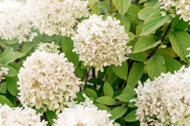 White hydrangea flowers in full bloom in a garden.  Hydrangea bushes blossom on sunny day. Flowering hortensia plant. Blossoming flowers in the spring