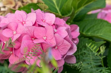 Pink hydrangea flowers in full bloom in a garden. Hydrangea bushes blossom on sunny day. Flowering hortensia plant. Blossoming flowers in the spring