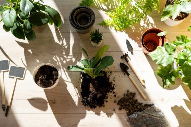 Green seedlings in pots, potting plants at home. Indoor garden, house plants. Ficus, fern, philodendron. Gardening tools on the table. Hobby, still life with plants 