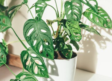 Monstera monkey mask in a pot on the shelf. Stylish wooden shelves with green houseplants. Modern room decor, interior. Lifestyle, Still life with plants. Close up
