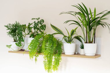 Palm tree, monstera monkey mask, fern, dracena in pots on a shelf. Stylish wooden shelves with green houseplants. Modern room decor. Home garden concept. Still life with plants 