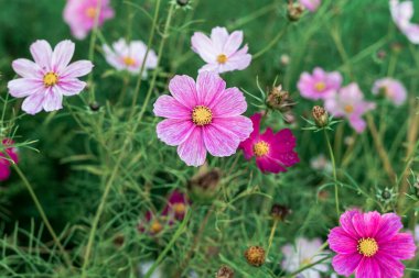 Pink and white daisies in the meadow. Flower blossom on a sunny day in the garden. Blossoming flowers in the spring. Close up