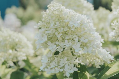 White hydrangea flowers in full bloom in a garden. Hydrangea bushes blossom on sunny day. Flowering hortensia plant. Blossoming flowers in the spring. close up petals