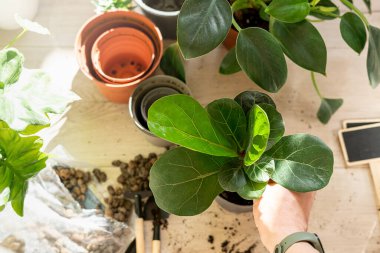 Bir bitkiyi tutarken. Evdeki saksı bitkileri. Kapalı bahçe, ev bitkileri. Ficus Lyrata yakın çekim. Bahçe aletleri masanın üzerinde. Hobi, bitkilerle yaşam