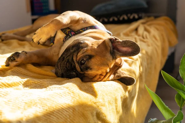 Niedliche Französische Bulldogge Liegt Hause Auf Dem Bett — Stockfoto