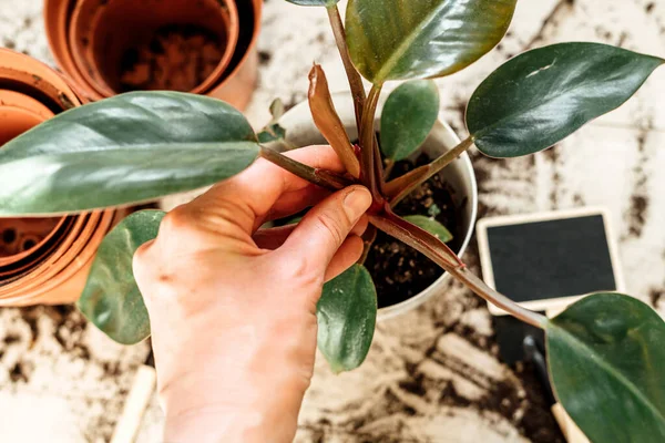 Hand holding a plant. Potting plants at home. Indoor garden, house plants. Philodendron close up. Gardening tools on the table. Hobby, still life with plants